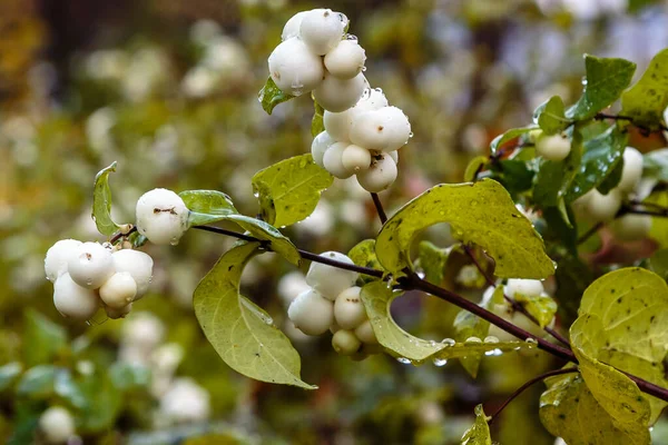 Symphoricarpos Albusunun Yakın Görüntüsü — Stok fotoğraf