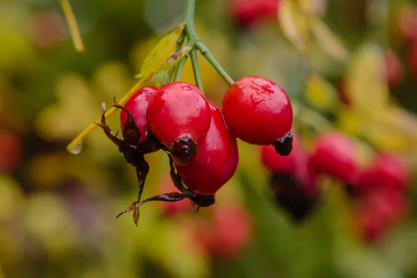 Bush Rosehip Amadurecimento Close — Fotografia de Stock