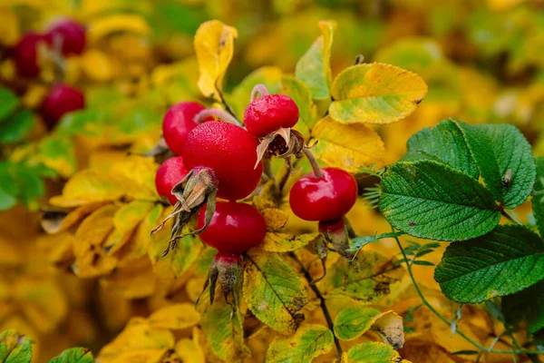 Bush Rosehip Amadurecimento Close — Fotografia de Stock