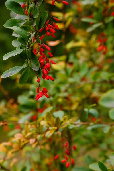 Berberis Arbusto Com Amadurecimento Bagas Vermelhas — Fotografia de Stock