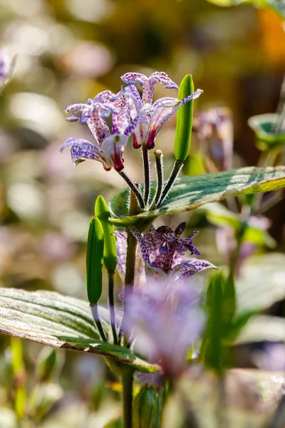 Przetarg Tricyrtis Kwiaty Rosnące Lesie — Zdjęcie stockowe