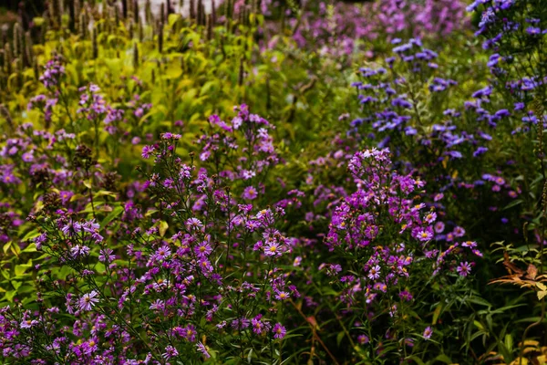 Close View Bright Blooming Asters — Stock Photo, Image