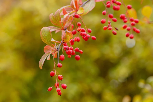 Berberis Arbusto Com Amadurecimento Bagas Vermelhas — Fotografia de Stock