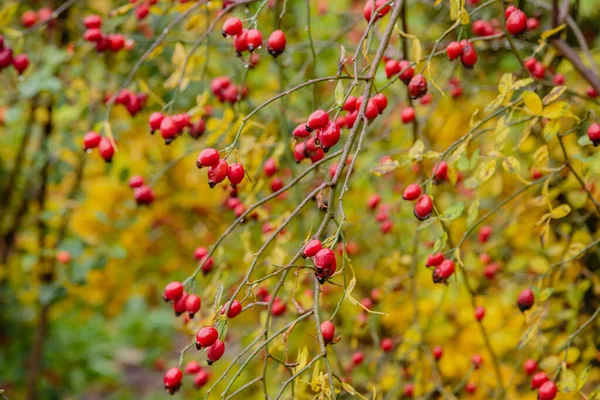 Bush Rosehip Amadurecimento Close — Fotografia de Stock