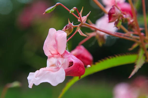 Floração Rosa Impatiens Glandulifera Close — Fotografia de Stock