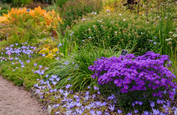 Vista Vicino Brillanti Astri Fiore — Foto Stock