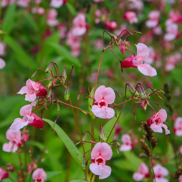 Floração Rosa Impatiens Glandulifera Close — Fotografia de Stock