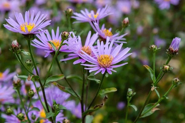 Zacht Violet Aster Novae Angliae — Stockfoto