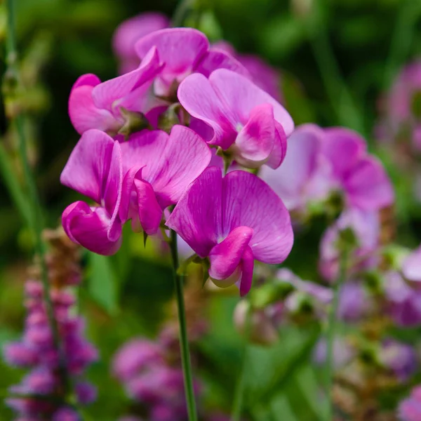 Vista Detallada Las Flores Lathyrus — Foto de Stock