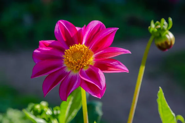 Close Zicht Bloeiende Dahlia — Stockfoto