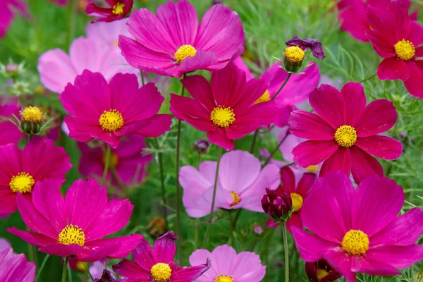 Bulanık yeşil arka planda parlak pembe kozmos çiçekleri