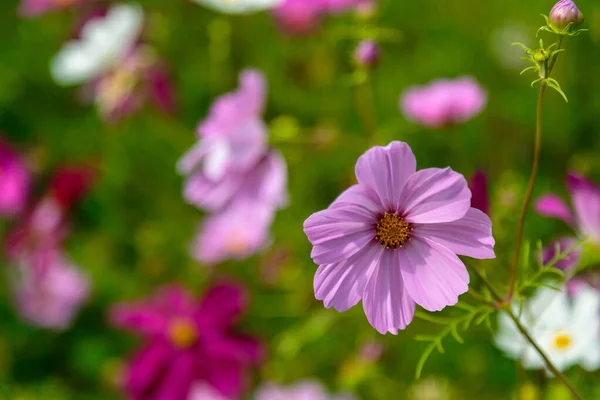 Luminosi Fiori Cosmo Rosa Sfondo Verde Sfocato — Foto Stock