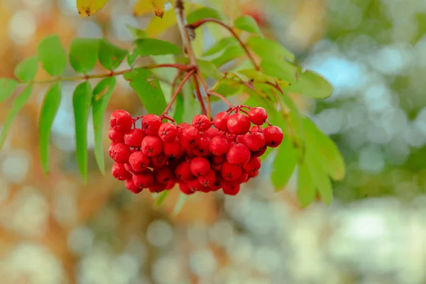 Rowan Berries Ripening Autumnal Tree — Stock Photo, Image