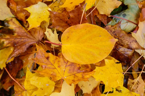 Terreno Coberto Com Folhas Coloridas Outono — Fotografia de Stock
