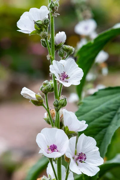 White Althaea Officinalis Closeup — Stock Photo, Image