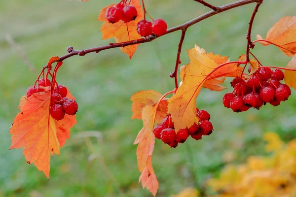 Rowan Meyveleri Sonbahar Ağacında Olgunlaşır — Stok fotoğraf