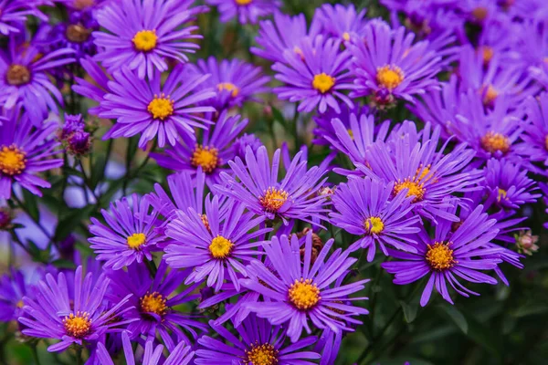 Dichtbij Zicht Van Heldere Bloeiende Asters — Stockfoto