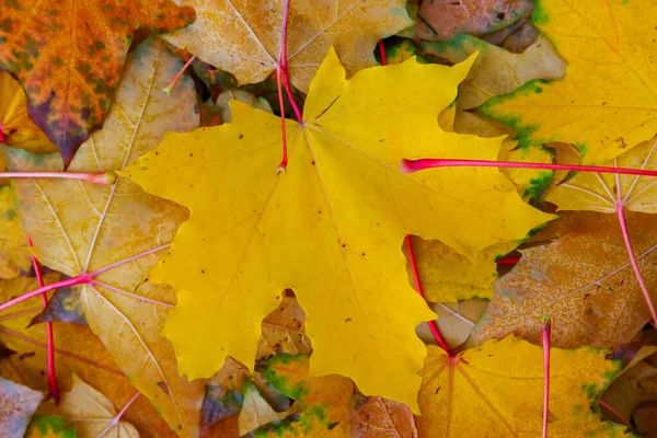 Ground covered with autumnal fallen leaves