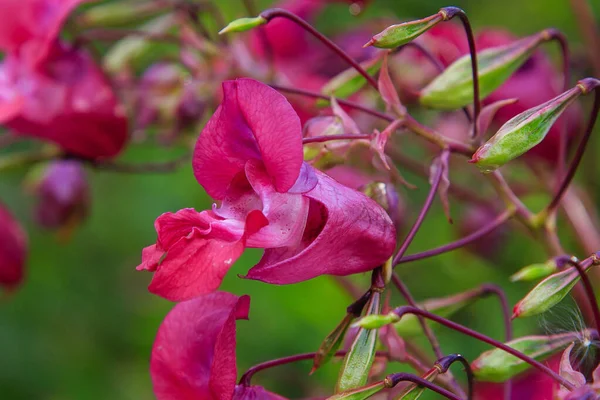 Açan Pembe Impatiens Glandulifera Yakın Plan — Stok fotoğraf