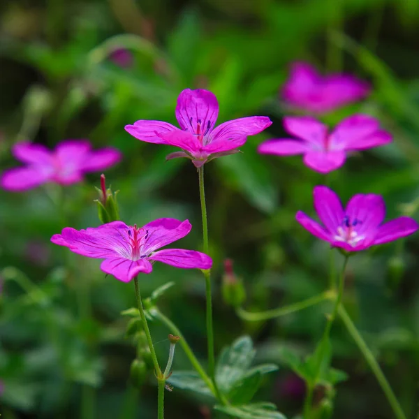 Fiori Viola Brillante Geranio Sylvaticum — Foto Stock