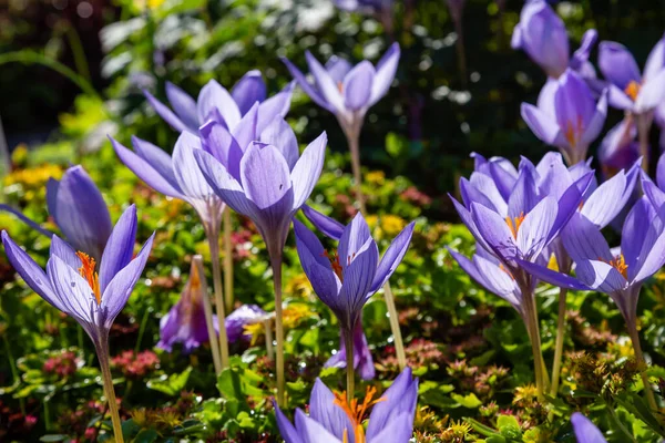 Blooming Purple Croci Flowers — Stock Photo, Image