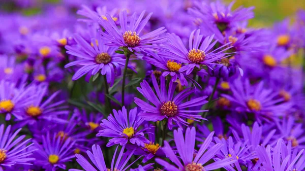 Dichtbij Zicht Van Heldere Bloeiende Asters — Stockfoto