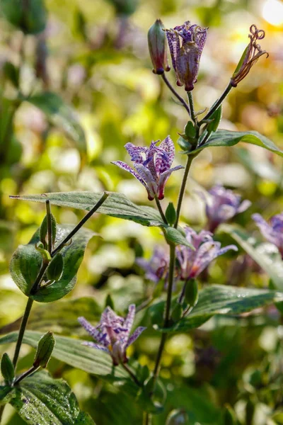 森の中で育つ公開の三畳紀の花 — ストック写真