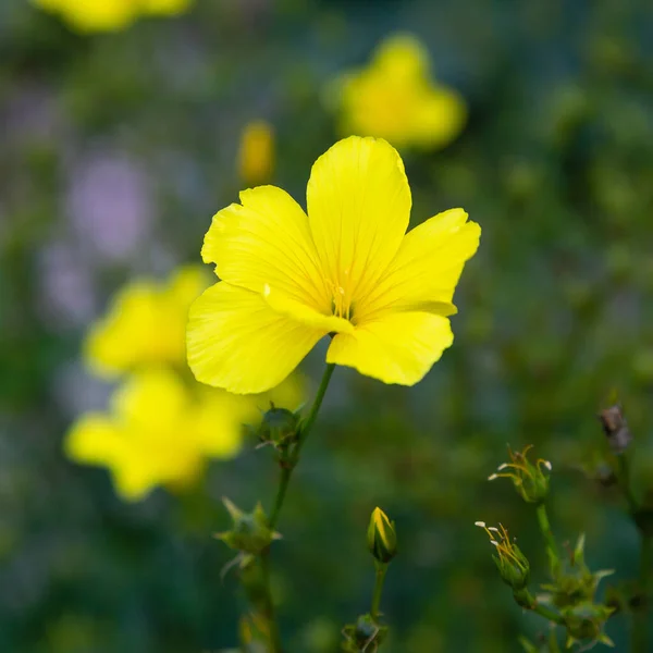 Amarelo Brilhante Linum Flavum — Fotografia de Stock