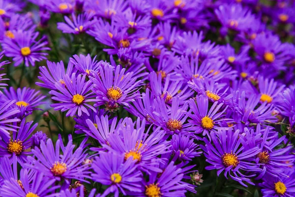 Close View Bright Blooming Asters — Stock Photo, Image