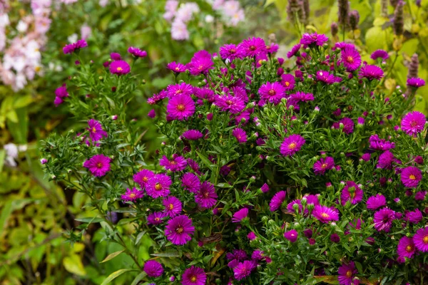 Närbild Ljusa Blommande Astrar — Stockfoto