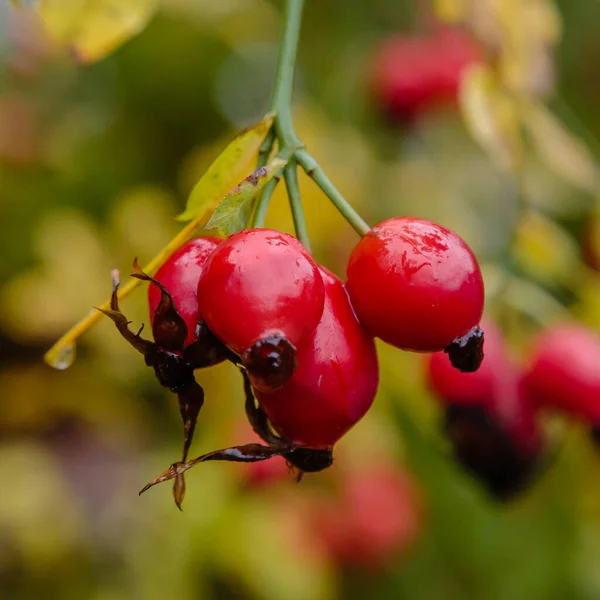 Bush Rosa Mosqueta Madura Primer Plano — Foto de Stock