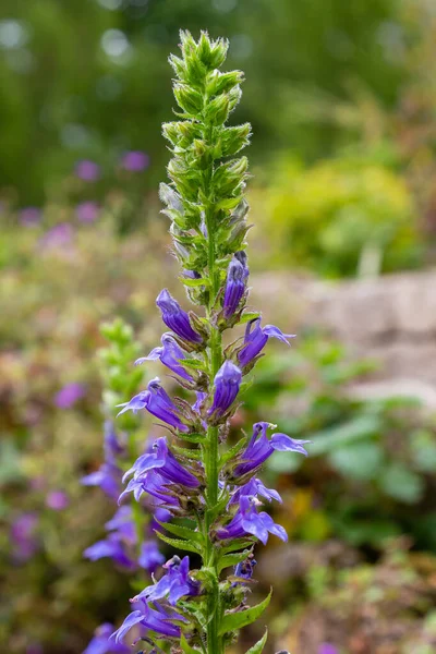 Lobelia Siphilitica Flores Violetas Florecientes — Foto de Stock