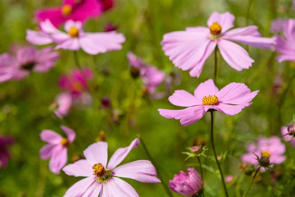 Luminosi Fiori Cosmo Rosa Sfondo Verde Sfocato — Foto Stock