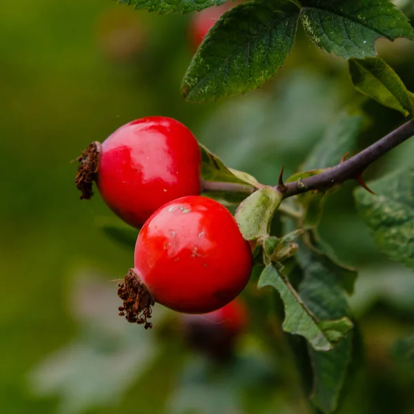 Rosehip Berries Ripening Bus — ストック写真