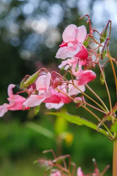 Blooming Pink Impatiens Glandulifera Closeup — Stock Photo, Image