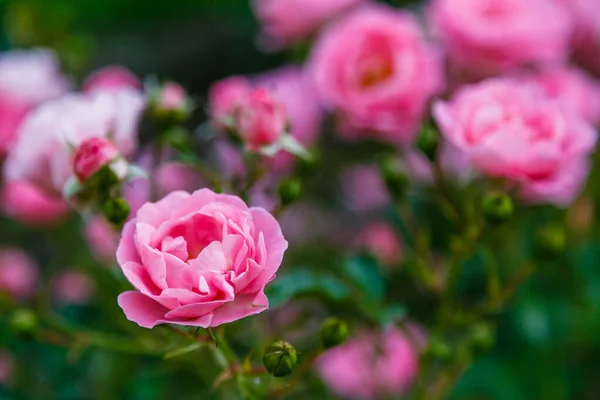 Ярко Розовые Розовые Розы Цветущие Кусты — стоковое фото