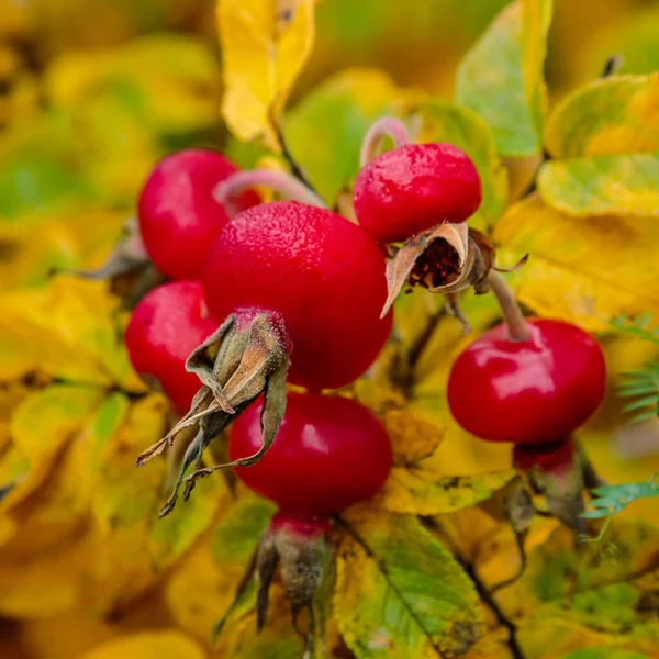 Bush Rosehip Amadurecimento Close — Fotografia de Stock