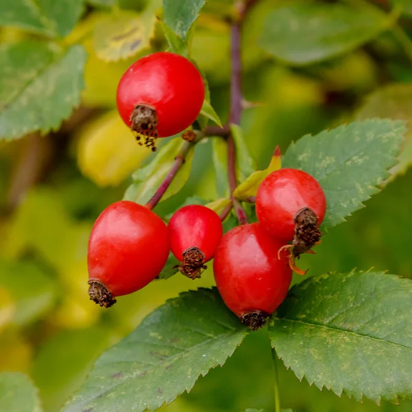 Rosehip Berries Ripening Bus — ストック写真