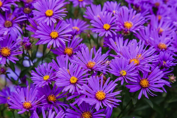 Aus Der Nähe Von Hell Blühenden Astern — Stockfoto