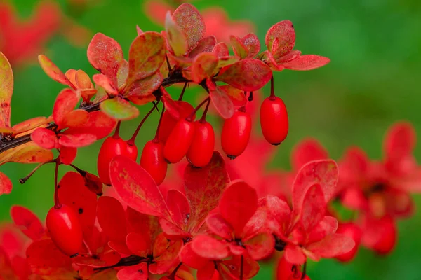 Cespuglio Berberis Con Bacche Rosse Che Maturano — Foto Stock