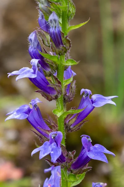 Lobelia Siphilitica Flores Violetas Florecientes — Foto de Stock