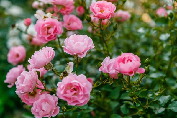 Rosa Brillante Rose Rosa Cespuglio Fiorito — Foto Stock
