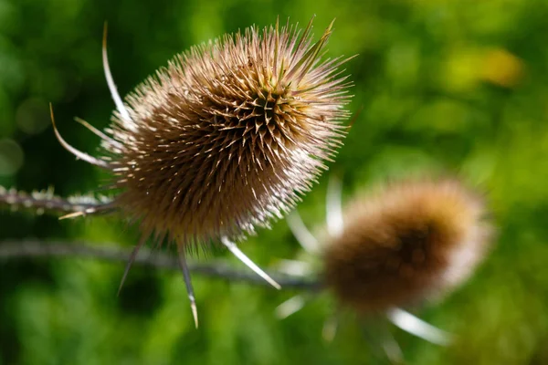 Λεπτομερής Άποψη Του Dipsacus Laciniatus — Φωτογραφία Αρχείου