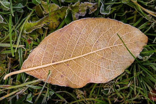 Vue Détaillée Feuillage Automnal Recouvert Givre — Photo