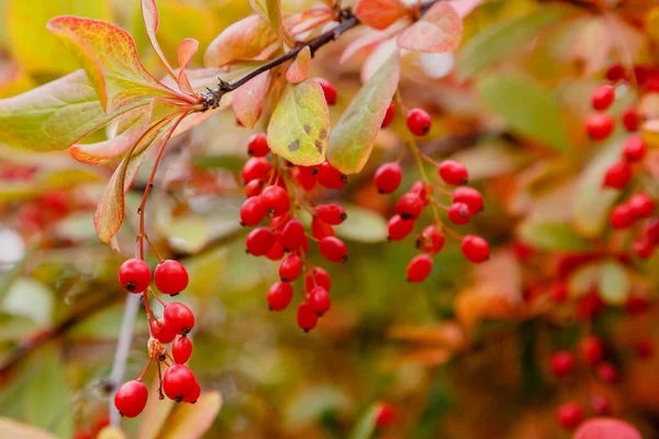 Berberis Arbusto Com Amadurecimento Bagas Vermelhas — Fotografia de Stock