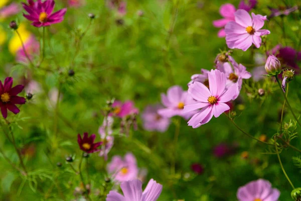 Luminosi Fiori Cosmo Rosa Sfondo Verde Sfocato — Foto Stock