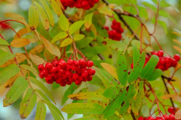 Vogelbeeren Reifen Auf Herbstlichem Baum — Stockfoto