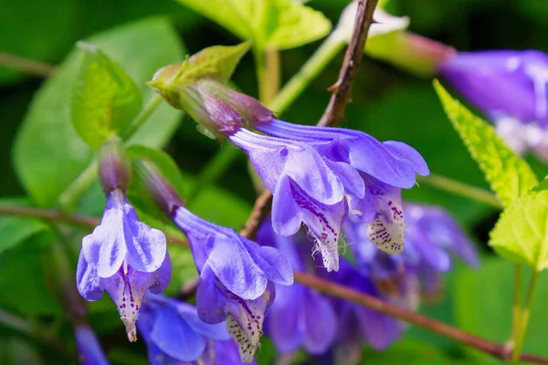 Close View Dracocephalum Nutans Flowers — Stock Photo, Image