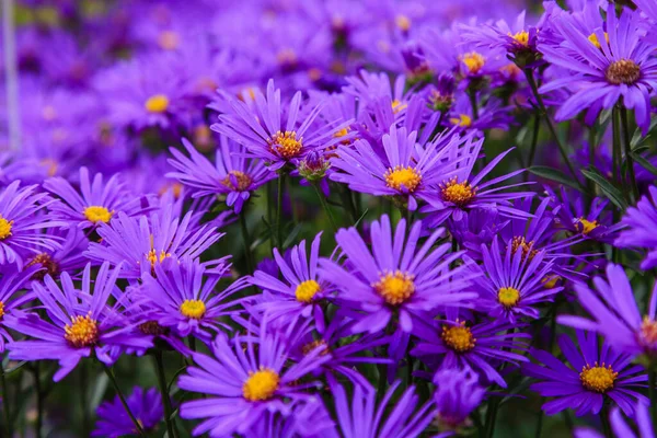 Vue Rapprochée Des Asters Fleurs Lumineuses — Photo