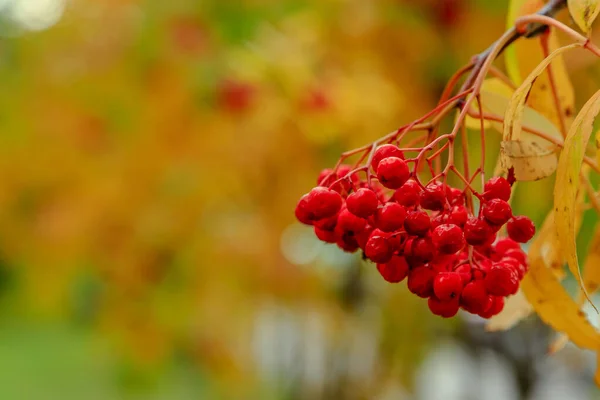 Rowan Meyveleri Sonbahar Ağacında Olgunlaşır — Stok fotoğraf